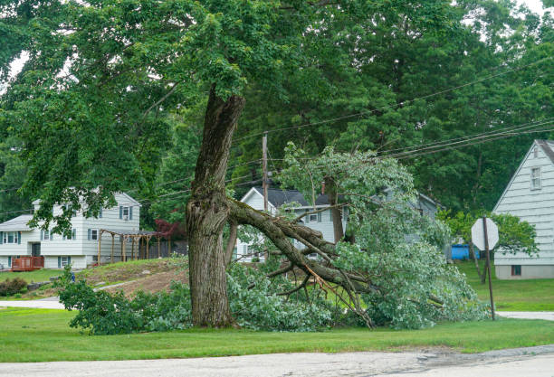 Residential Tree Removal in Ponderay, ID